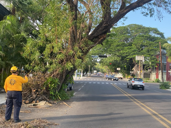 Intervendrá Ayuntamiento árbol que representa riesgo en Calzada Galván