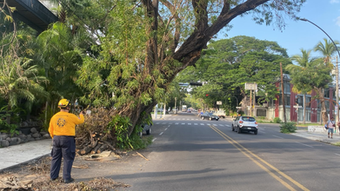 Intervendrá Ayuntamiento árbol que representa riesgo en Calzada Galván