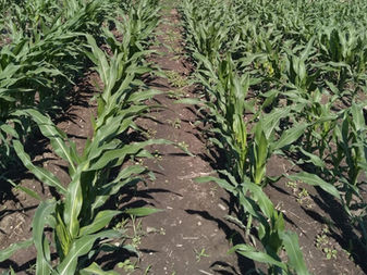 Ayuntamiento de Tecomán tiene en fase experimental 5 variedades de maíz forrajero