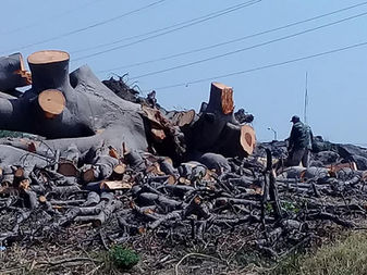 Denuncian tala indiscriminada de árboles en Villa de Álvarez