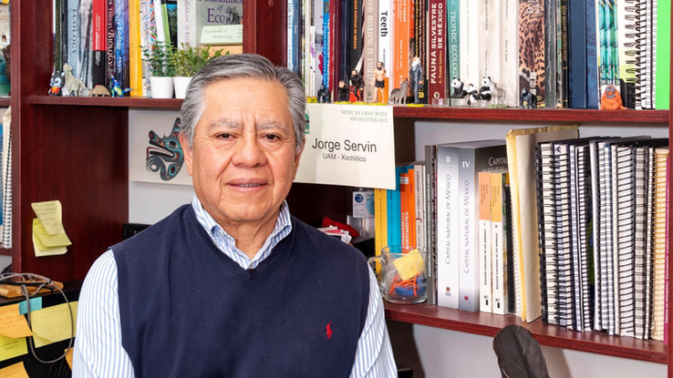 Reintroducen al lobo mexicano a Durango, tras cinco décadas ausente