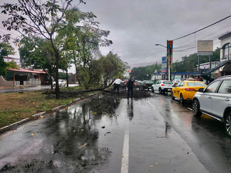 Policia Municipal de Colima atiende árbol caído en Genoveva Sánchez y avenida Tecnológico