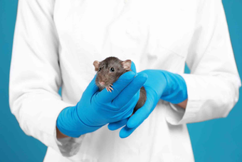 Hantavirus: la medicina veterinaria, clave en la prevención de riesgos sanitarios