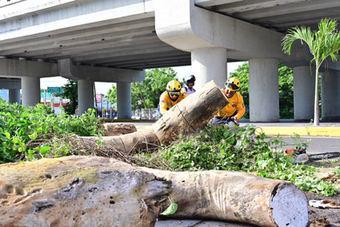 Atiende Protección Civil Municipal árbol caído y libera vialidad en V. Carranza