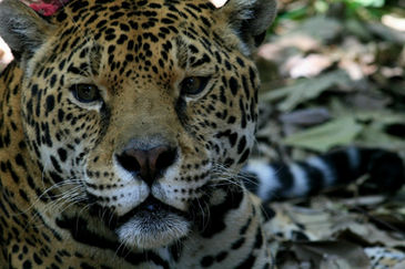 Crece la población del jaguar en México, aún en peligro de extinción