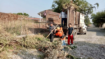 Después de 6 meses, vuelven a recogerse ramas en Colima