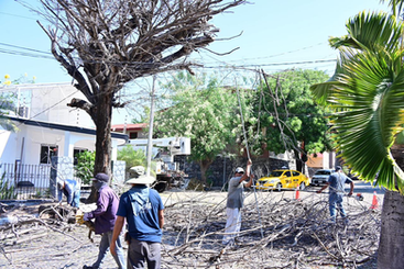Riult Rivera cumple compromiso con vecinos de Lomas de Circunvalación y realiza poda de árboles en la calle Primo de Verdad