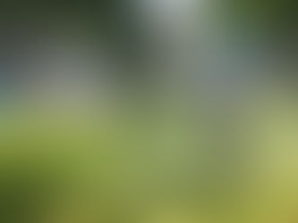 Ayuntamiento de Colima pone en marcha brigada de limpieza y reforestación en Real Vista Hermosa