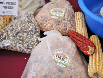 Invitan a celebrar el Día Nacional del Maíz
