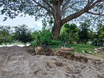 Ayuntamiento de Colima suspende obra irregular que dañaba arbolado en Bosques del Sur