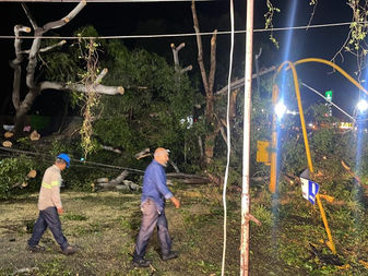 Reporta Ayuntamiento de Colima 12 árboles caídos tras la tormenta de este martes