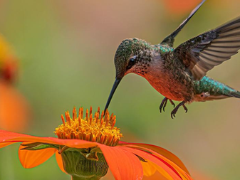 La pérdida de biodiversidad exige medidas urgentes a escala mundial