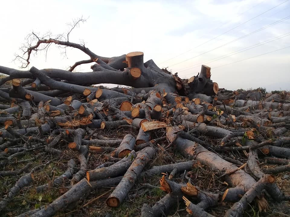 Tala de Árboles