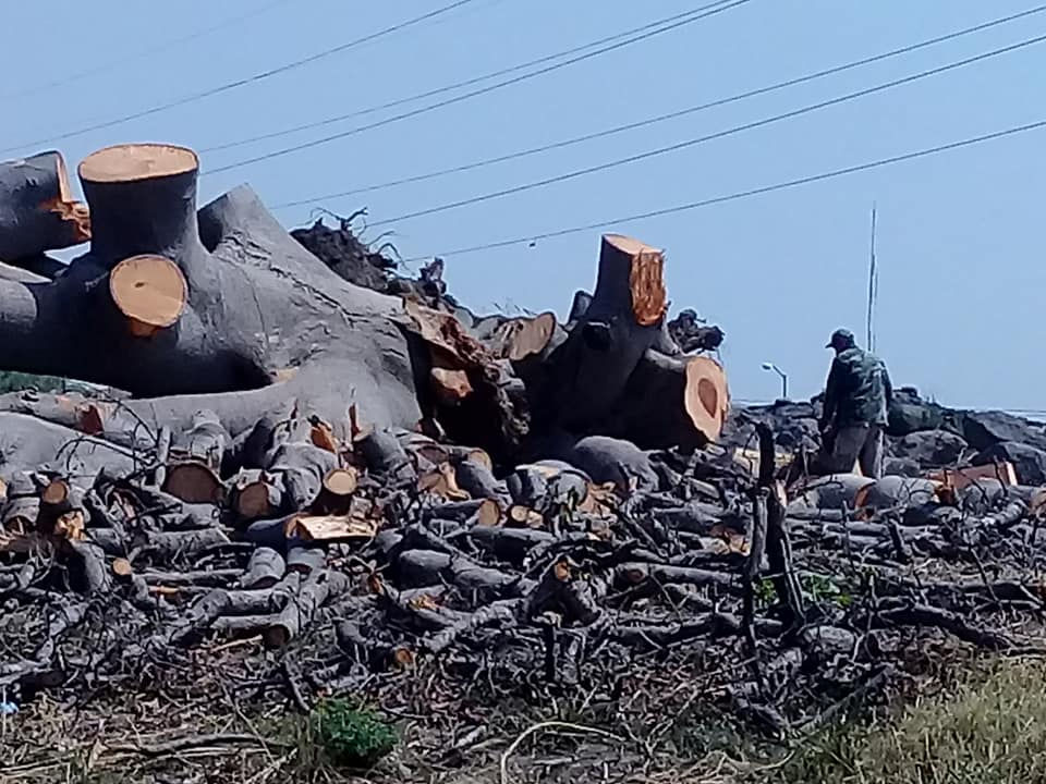 Tala de Árboles