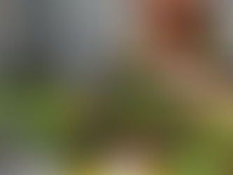 Detiene en Manzanillo a mujer con plantas de marihuana