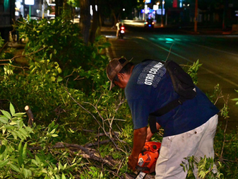 Gobierno de Riult Rivera Inicia trabajos de poda y mantenimiento en camellones de Av. Felipe Sevilla del Río