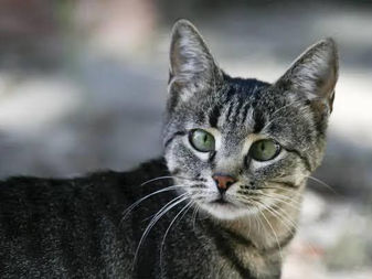 PC Municipal y Servicios Públicos de Colima rescatan felino atrapado en árbol
