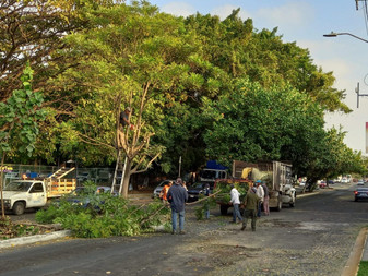Implementa Ayuntamiento de Colima poda de árboles en camellones y áreas públicas
