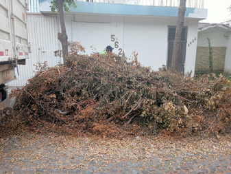 Dirección de parques y jardines, atiende queja ciudadana; recoge ramas de la vía pública