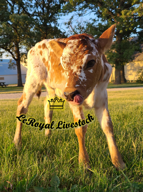 Longhorn Heifer Calf Promo.PNG
