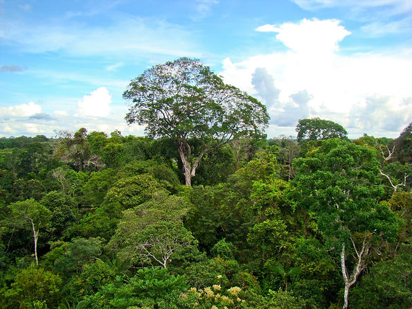 Brazil_nut_tree_in_the_rainforest.jpg