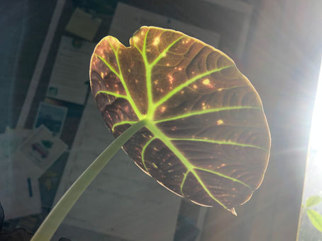 Le système nerveux d'une plante