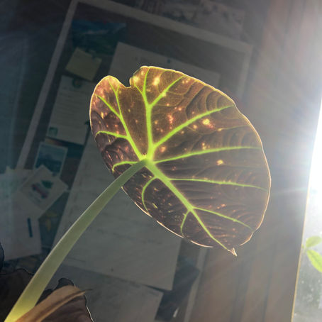 Le système nerveux d'une plante