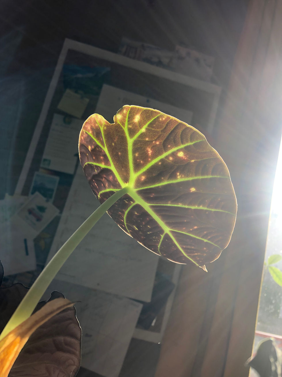 Le système nerveux d'une plante