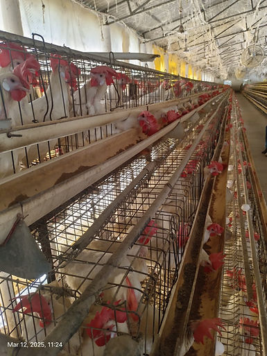 WhatsApp Image 2025-07-10 at 3.00.27 PM.jpeg