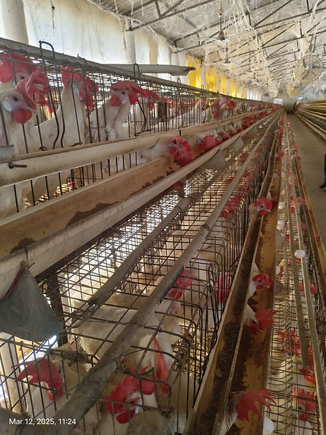 WhatsApp Image 2025-07-10 at 3.00.27 PM.jpeg