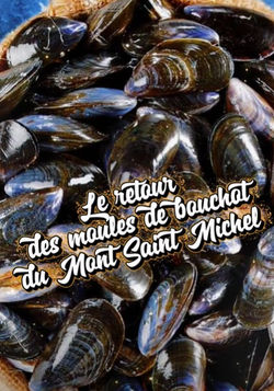 Le retour des moules de bouchot