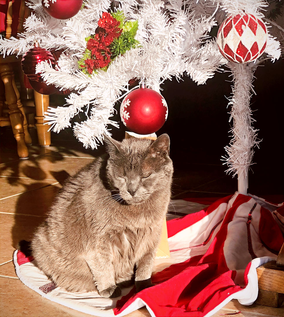 HAVE A MERRY LITTER CHRISTMAS