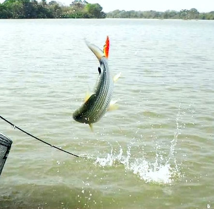 27504046_740809189448033_176057856780979