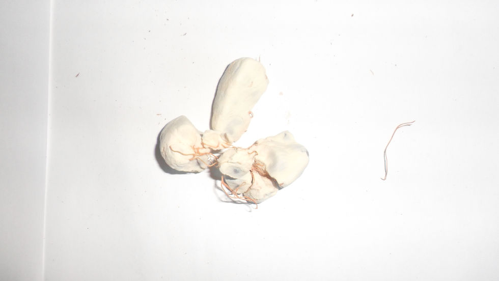 Miniature : KidévGraines de Baobab