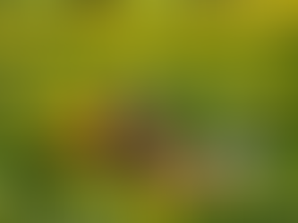 What you need to know about Dandelions.