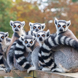 lemuři.jpeg