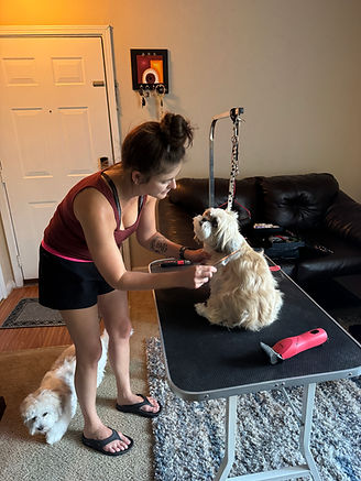 Shih Tzu getting groomed
