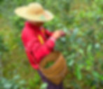 mogok-tea-plantation-tea-leaf-picking