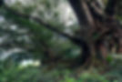 trees.jpg