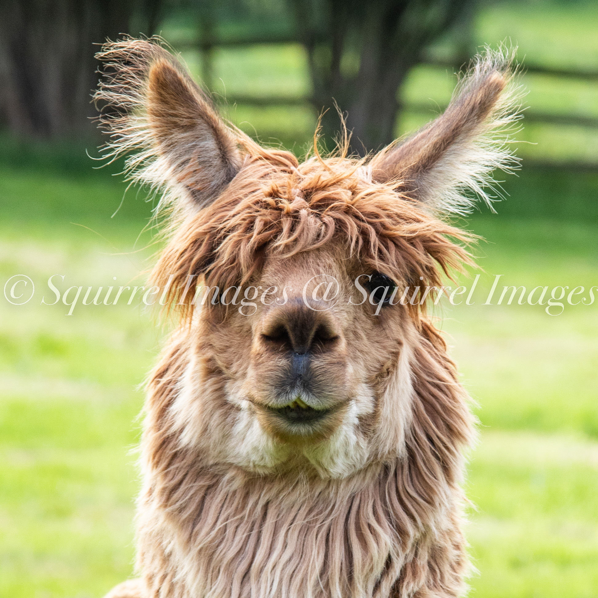 Alpaca - Greetings Card