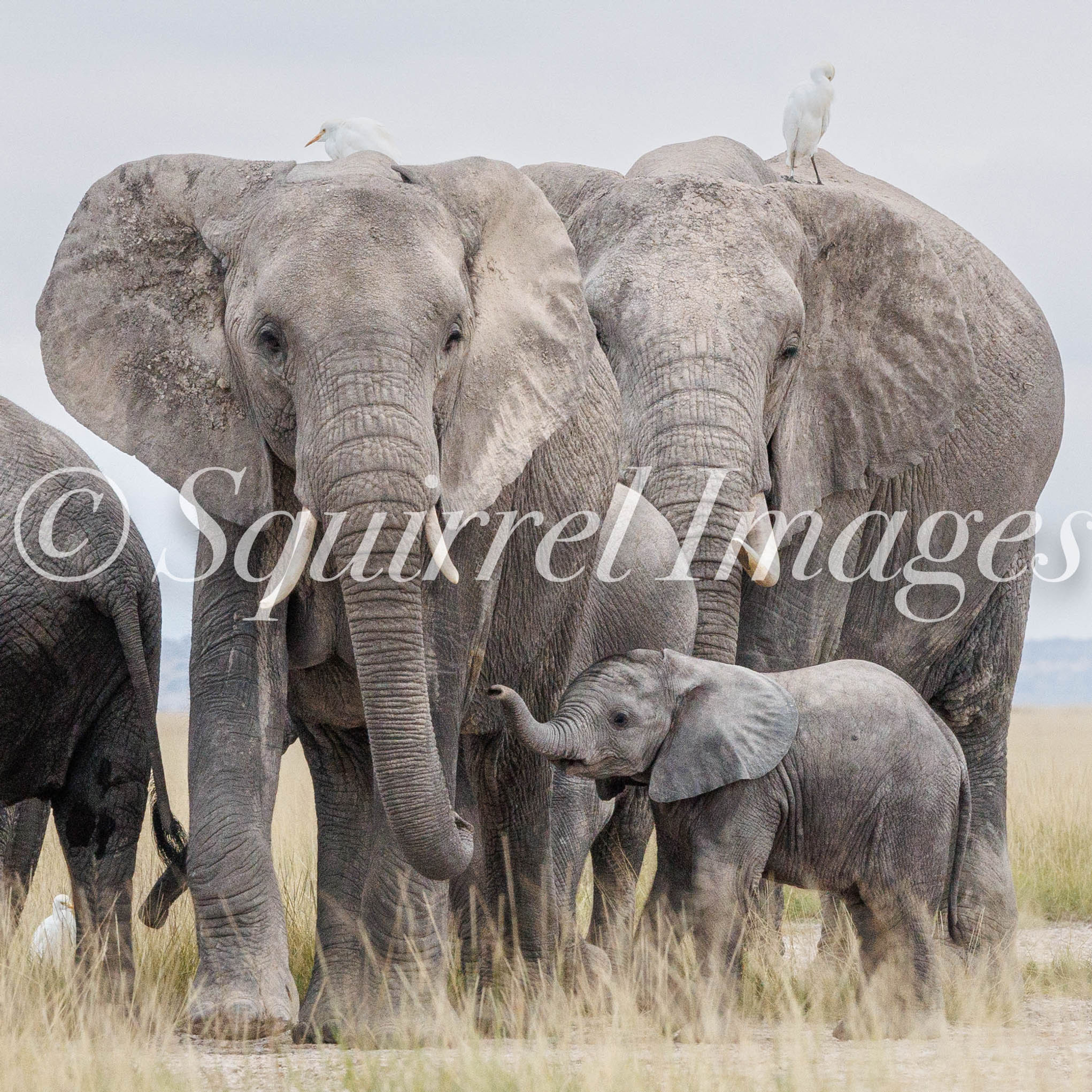Elephant family - Greetings Card