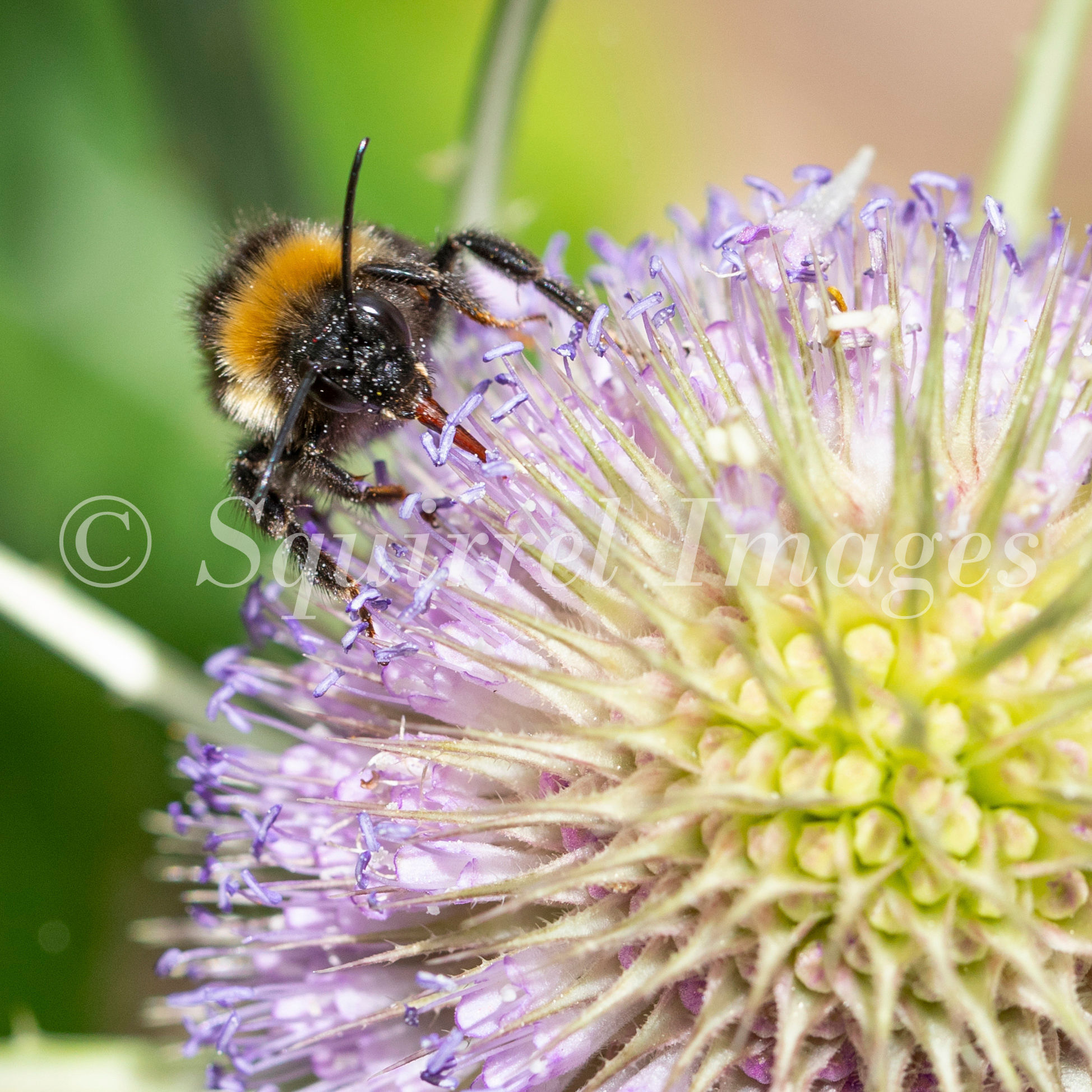 Bee on teasel - Greetings Card