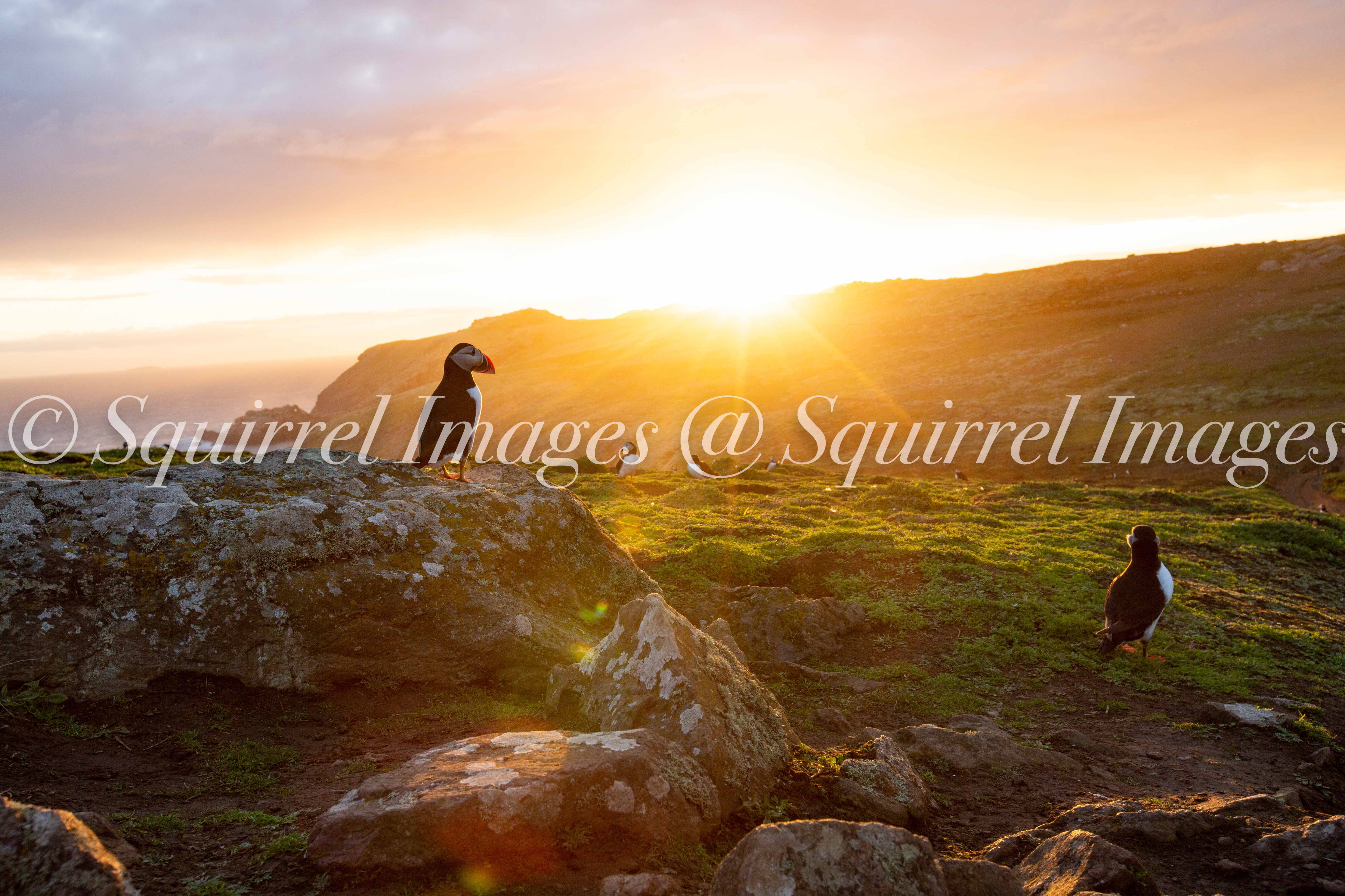 18"x12" print  - Puffins at sunset