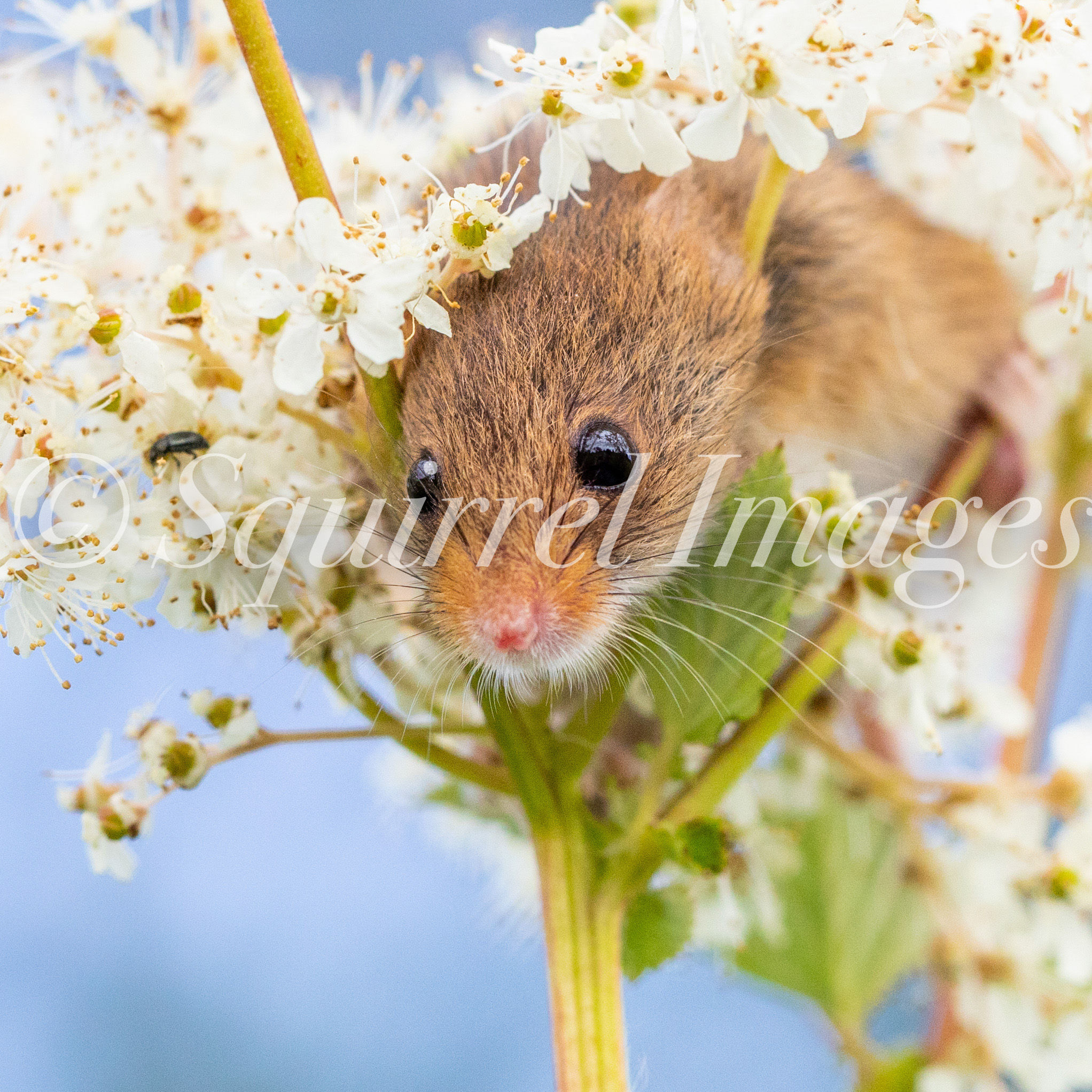 Harvest mouse glass coaster
