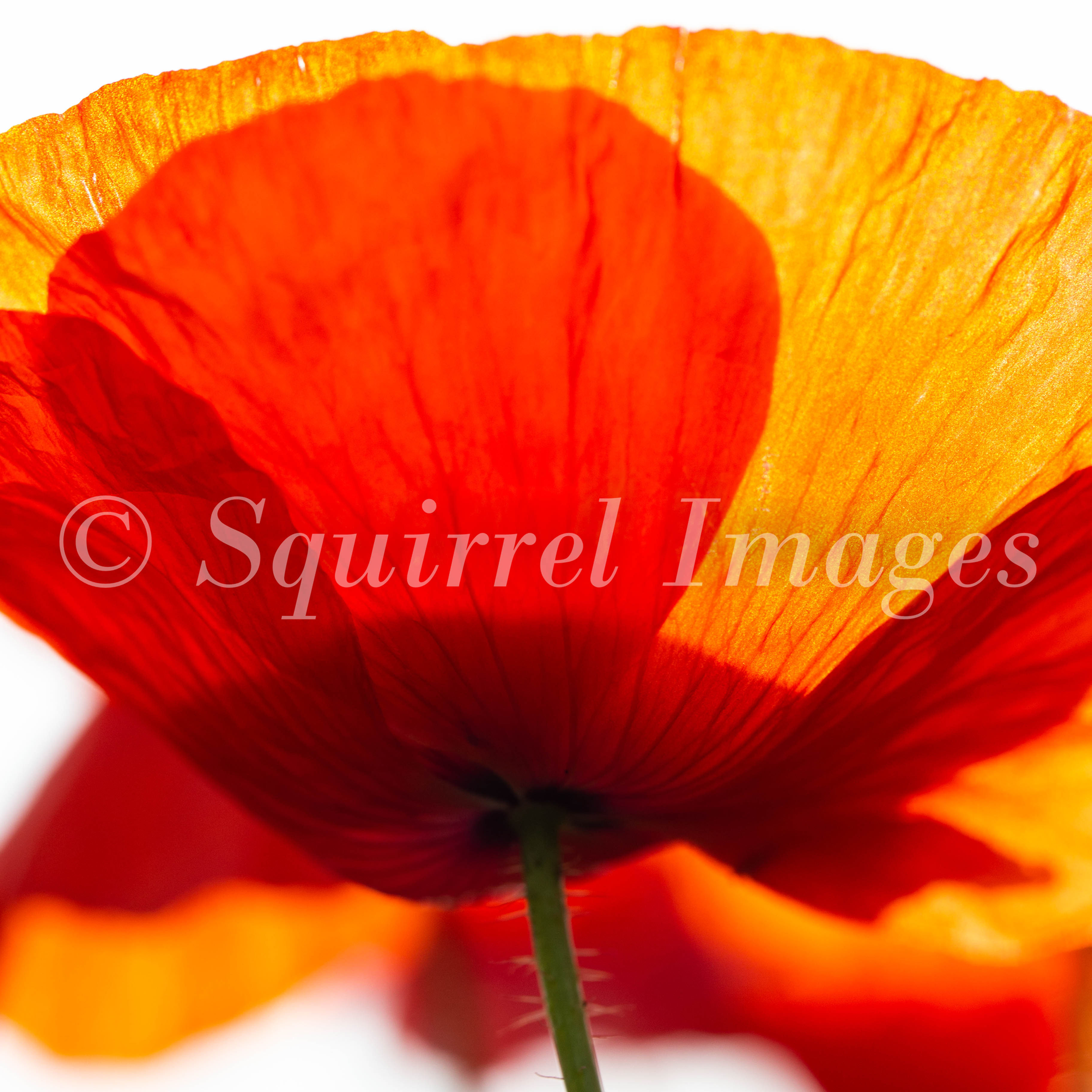 Poppy - Greetings Card