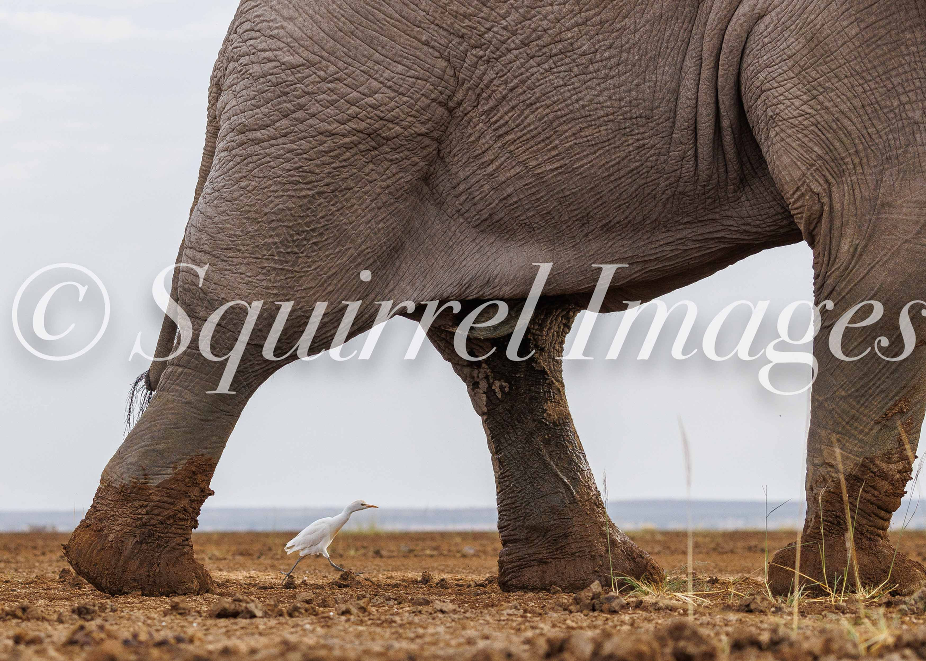 Elephant - Greetings Card