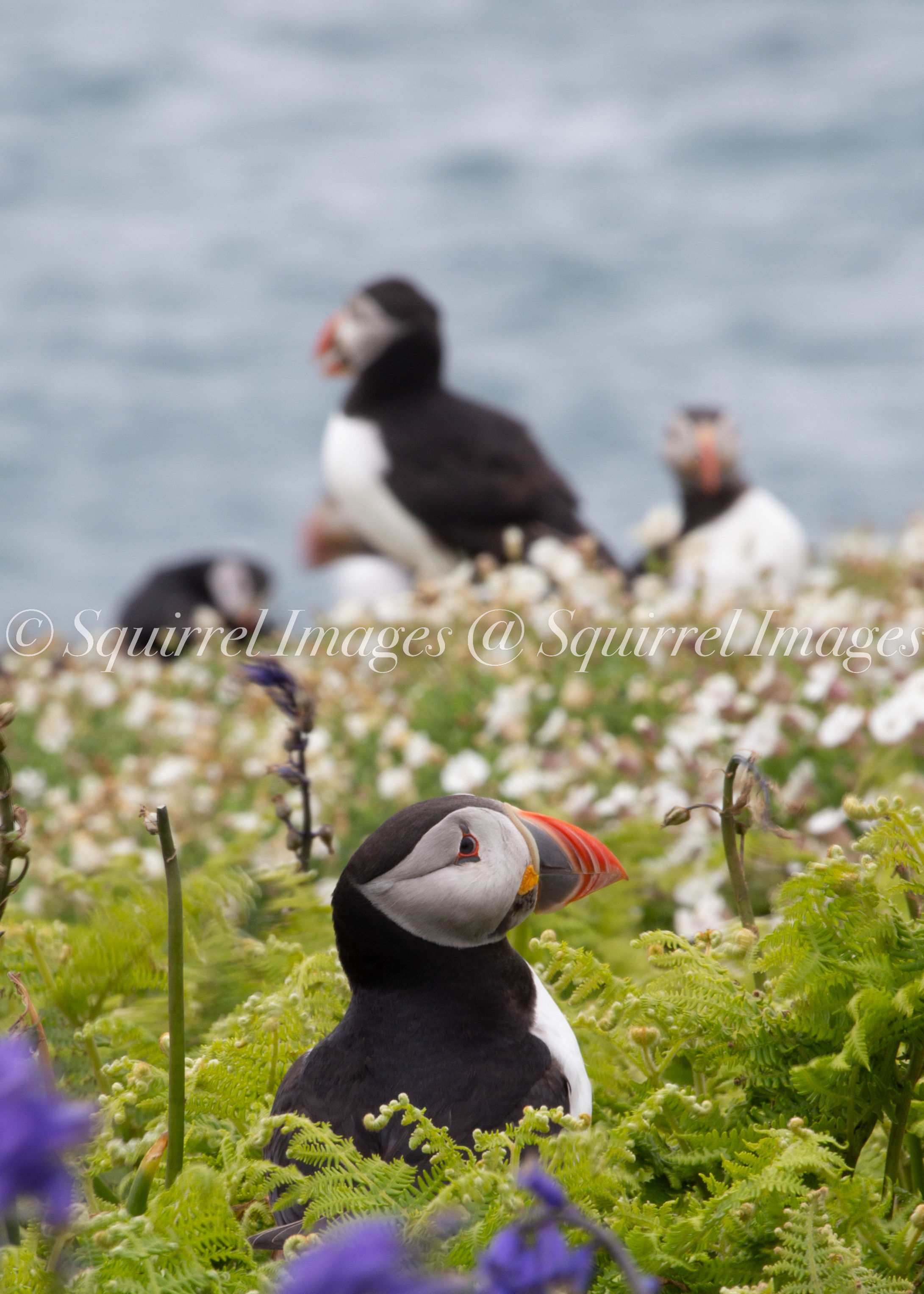 Puffin by the sea - Greetings Card