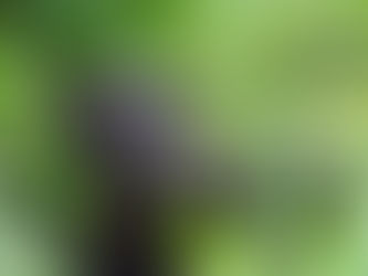 Reduction in Chimp Trekking Fees.Â