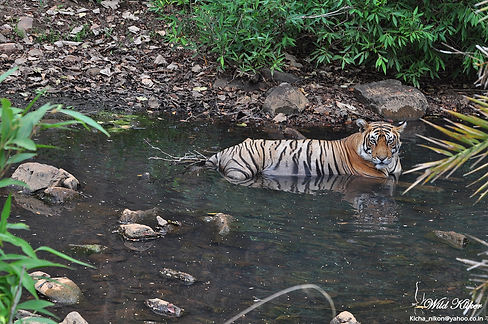 Tiger at Ranthambore National Park - Sultan -