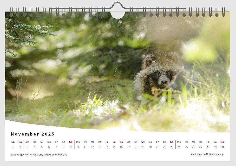 Miniaturbild: Wildtiere in Mecklenburg